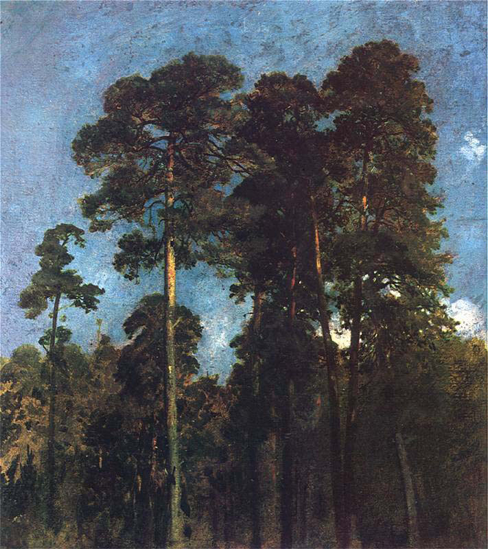 Pine
